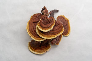The Remarkable Benefits of Reishi: The Mushroom of Immortality