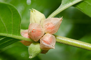 Unleashing the Benefits of Ashwagandha